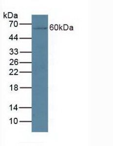 Cytochrome P450 27B1 (CYP27B1) Rat Polyclonal Antibody