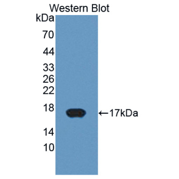 Cytochrome P450 11A1 (CYP11A1) Bovine (Cattle) Polyclonal Antibody