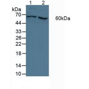 Cytochrome P450 11A1 (CYP11A1) Human Polyclonal Antibody