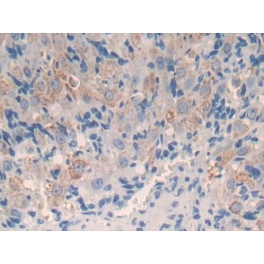 Cytochrome P450 11A1 (CYP11A1) Mouse Polyclonal Antibody