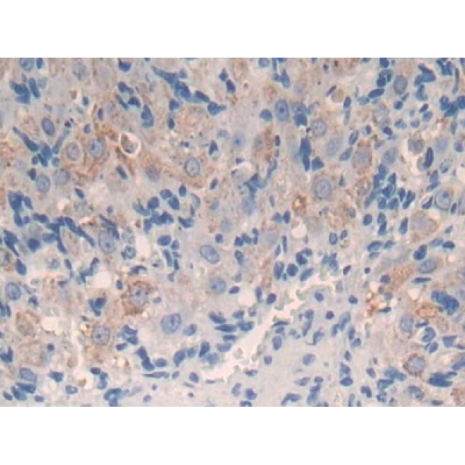 Cytochrome P450 11A1 (CYP11A1) Mouse Polyclonal Antibody