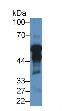 Cytochrome P450 11A1 (CYP11A1) Pig Polyclonal Antibody