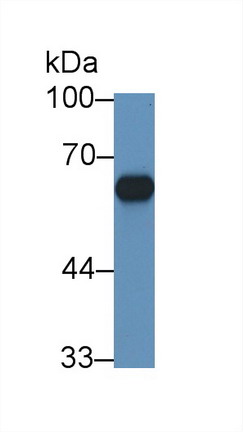 Cytochrome P450 11B1 (CYP11B1) Rat Polyclonal Antibody
