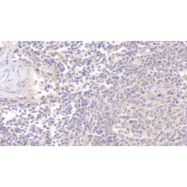 Cytochrome P450 5A1 (CYP5A1) Human Polyclonal Antibody