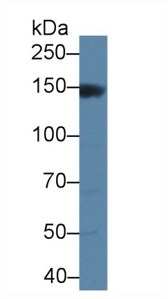 Mitogen Activated Protein Kinase Kinase Kinase 6 (MAP3K6) Rat Polyclonal Antibody