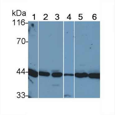 Mitogen Activated Protein Kinase Kinase 1 (MAP2K1) Human Polyclonal Antibody