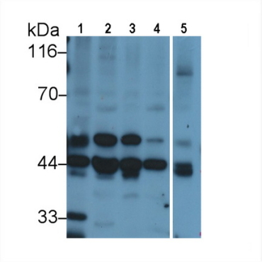 Mitogen Activated Protein Kinase Kinase 2 (MAP2K2) Human Polyclonal Antibody