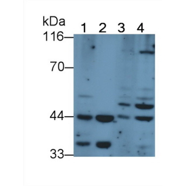 Mitogen Activated Protein Kinase Kinase 2 (MAP2K2) Mouse Polyclonal Antibody