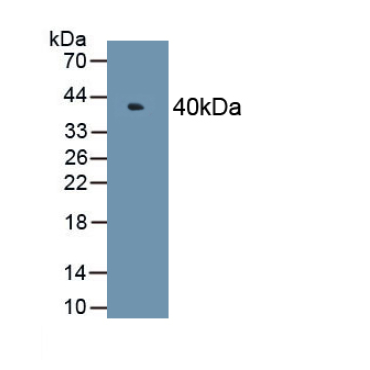 Mitogen Activated Protein Kinase 6 (MAPK6) Human Polyclonal Antibody