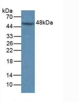Mitogen Activated Protein Kinase 9 (MAPK9) Human Polyclonal Antibody