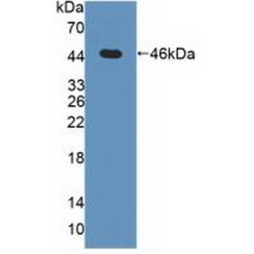 Mitogen Activated Protein Kinase 13 (MAPK13) Human Polyclonal Antibody