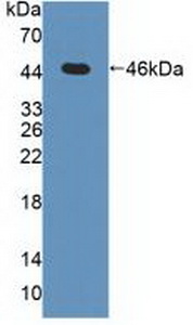 Mitogen Activated Protein Kinase 13 (MAPK13) Human Polyclonal Antibody
