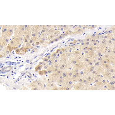 Mitogen Activated Protein Kinase Associated Protein 1 (MAPKAP1) Human Polyclonal Antibody