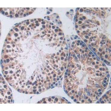 Protein Tyrosine Phosphatase, Non Receptor Type 2 (PTPN2) Mouse Polyclonal Antibody