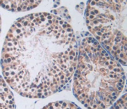 Protein Tyrosine Phosphatase, Non Receptor Type 2 (PTPN2) Mouse Polyclonal Antibody