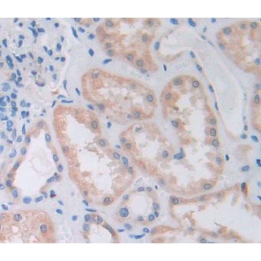 Protein Tyrosine Phosphatase, Non Receptor Type 7 (PTPN7) Human Polyclonal Antibody