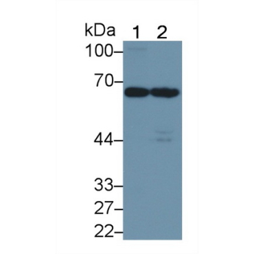 Protein Tyrosine Phosphatase, Non Receptor Type 9 (PTPN9) Human Polyclonal Antibody