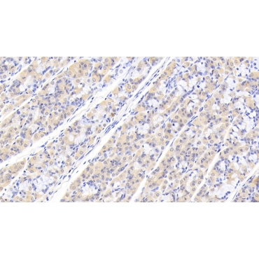 Protein Tyrosine Phosphatase, Non Receptor Type 12 (PTPN12) Human Polyclonal Antibody