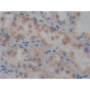 Protein Tyrosine Phosphatase Receptor Type Q (PTPRQ) Human Polyclonal Antibody