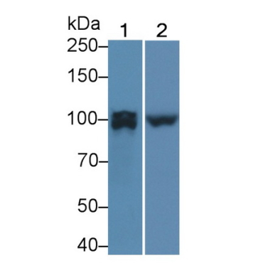 Protein Tyrosine Phosphatase Receptor Type U (PTPRU) Human Polyclonal Antibody