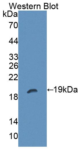 Protein Tyrosine Phosphatase Receptor Type Z (PTPRZ) Mouse Polyclonal Antibody