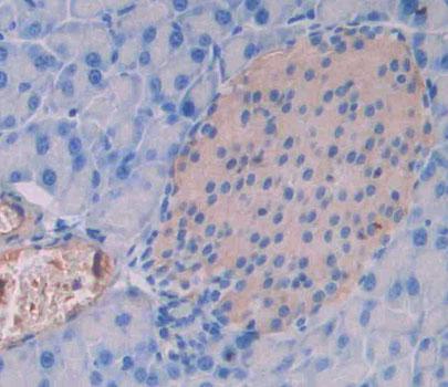 Protein Tyrosine Phosphatase Receptor Type N2 (PTPRN2) Mouse Polyclonal Antibody