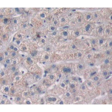 Protein Tyrosine Phosphatase Type IVA 2 (PTP4A2) Human Polyclonal Antibody