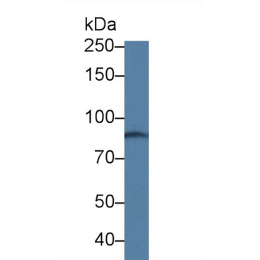 ATP Binding Cassette Transporter C4 (ABCC4) Human Polyclonal Antibody
