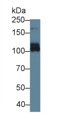 ATP Binding Cassette Transporter C6 (ABCC6) Rat Polyclonal Antibody