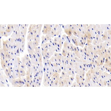ATP Binding Cassette Transporter B7 (ABCB7) Human Polyclonal Antibody