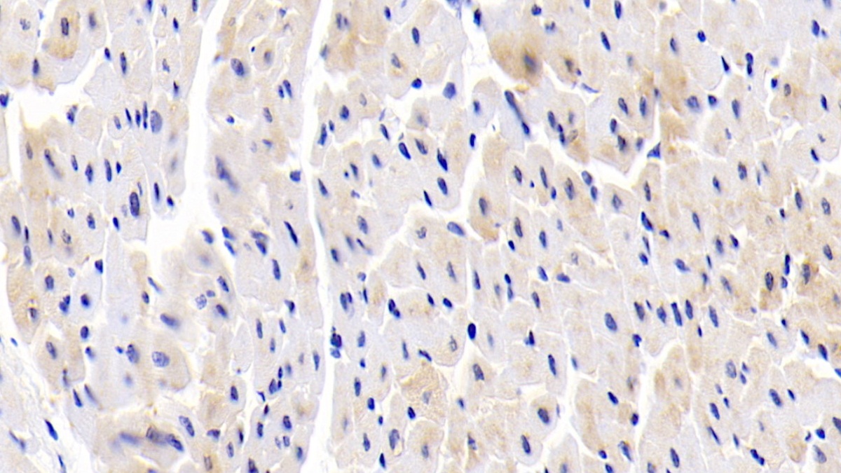 ATP Binding Cassette Transporter B7 (ABCB7) Human Polyclonal Antibody