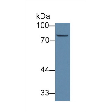 ATP Binding Cassette Transporter B10 (ABCB10) Human Polyclonal Antibody