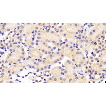 ATP Binding Cassette Transporter A5 (ABCA5) Mouse Polyclonal Antibody