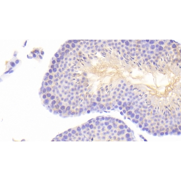 ATP Binding Cassette Transporter A6 (ABCA6) Mouse Polyclonal Antibody
