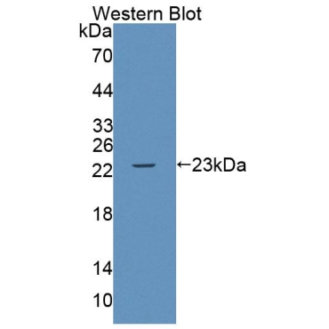ATP Binding Cassette Transporter A9 (ABCA9) Mouse Polyclonal Antibody
