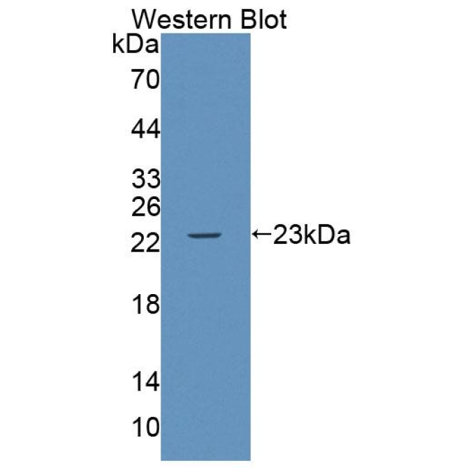 ATP Binding Cassette Transporter A9 (ABCA9) Mouse Polyclonal Antibody