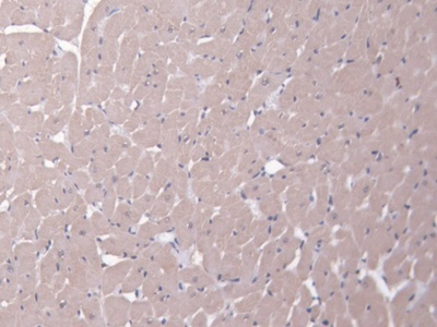 ATP Binding Cassette Transporter A9 (ABCA9) Rat Polyclonal Antibody