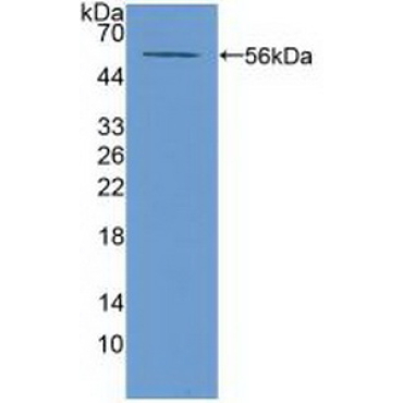 ATP Binding Cassette Transporter A13 (ABCA13) Mouse Polyclonal Antibody