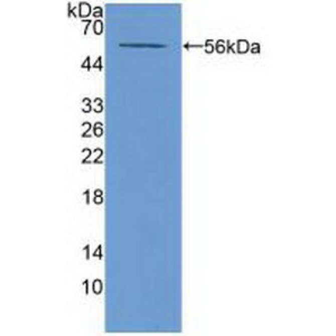 ATP Binding Cassette Transporter A13 (ABCA13) Mouse Polyclonal Antibody