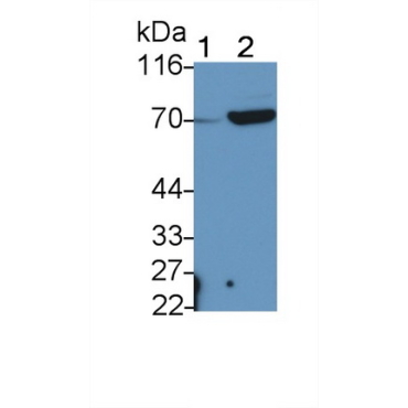 ATP Binding Cassette Transporter G5 (ABCG5) Mouse Polyclonal Antibody
