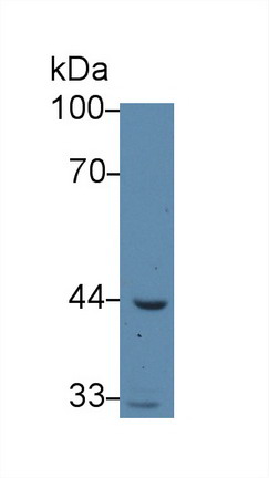 Acetyl Coenzyme A Acyltransferase 1 (ACAA1) Human Polyclonal Antibody