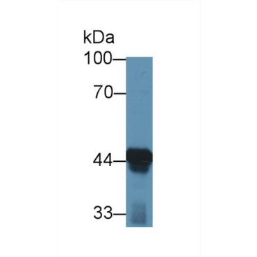 Acetyl Coenzyme A Acyltransferase 1 (ACAA1) Mouse Polyclonal Antibody
