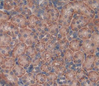 Acyl Coenzyme A Oxidase 2, Branched (ACOX2) Rat Polyclonal Antibody