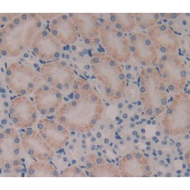Acyl Coenzyme A Oxidase 3, Pristanoyl (ACOX3) Mouse Polyclonal Antibody