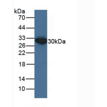 Enoyl Coenzyme A Hydratase 1, Peroxisomal (ECH1) Human Polyclonal Antibody