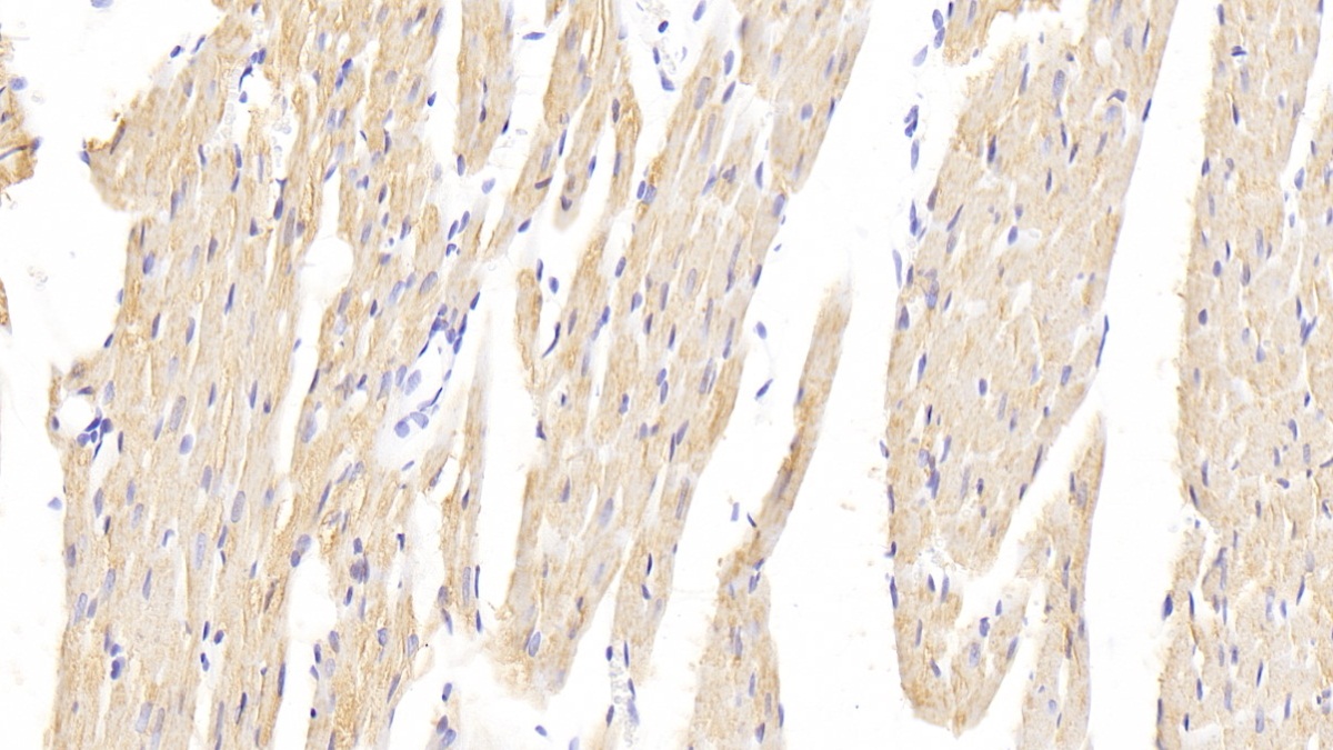 3-Hydroxy-3-Methylglutaryl Coenzyme A Reductase (HMGCR) Rat Polyclonal Antibody