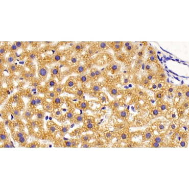 Isovaleryl Coenzyme A Dehydrogenase (IVD) Mouse Polyclonal Antibody