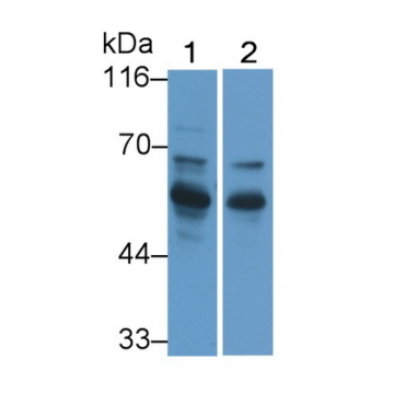 Regulator Of G Protein Signaling 9 (RGS9) Mouse Polyclonal Antibody