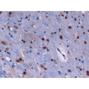 Regulator Of G Protein Signaling 10 (RGS10) Mouse Polyclonal Antibody