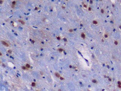 Regulator Of G Protein Signaling 10 (RGS10) Mouse Polyclonal Antibody